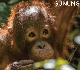 Our sponsored orangutan, Gunung is doing well!