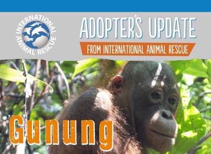 Gunung's latest update from International Animal Rescue Centre